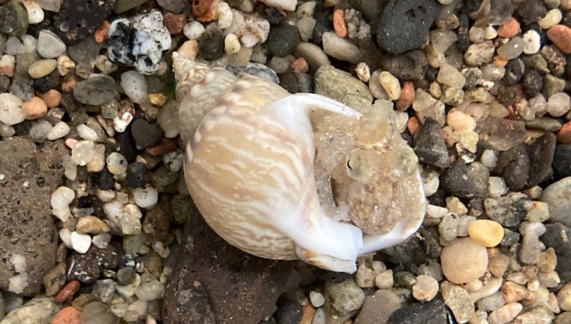 Juvenil de pulpo común (Octopus vulgaris) | ICM-CSIC Juvenil de pulpo común (Octopus vulgaris) | ICM-CSIC